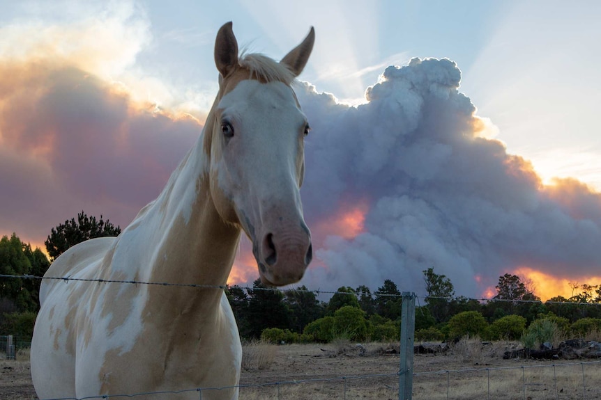 A horse photographed in front of a huge plume of smoke from a bushfire.