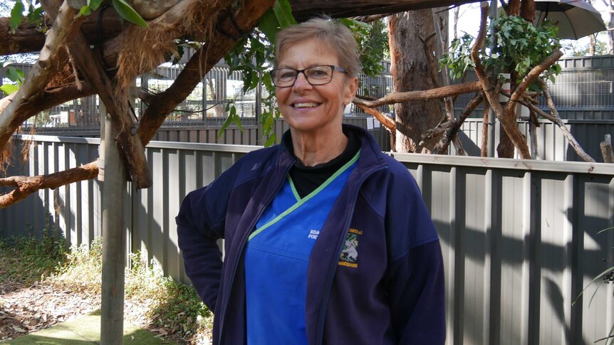 A worker standing in a yard next to a koala on a branch in the koala hospital yard.