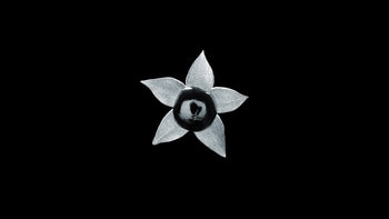 Image of a white flower on a black background, cover art for Naretha William's album 'Into Dusk We Fall'