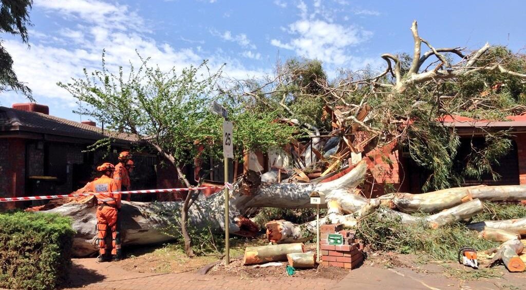 Strong winds in SA bring down trees, thousands without power across ...