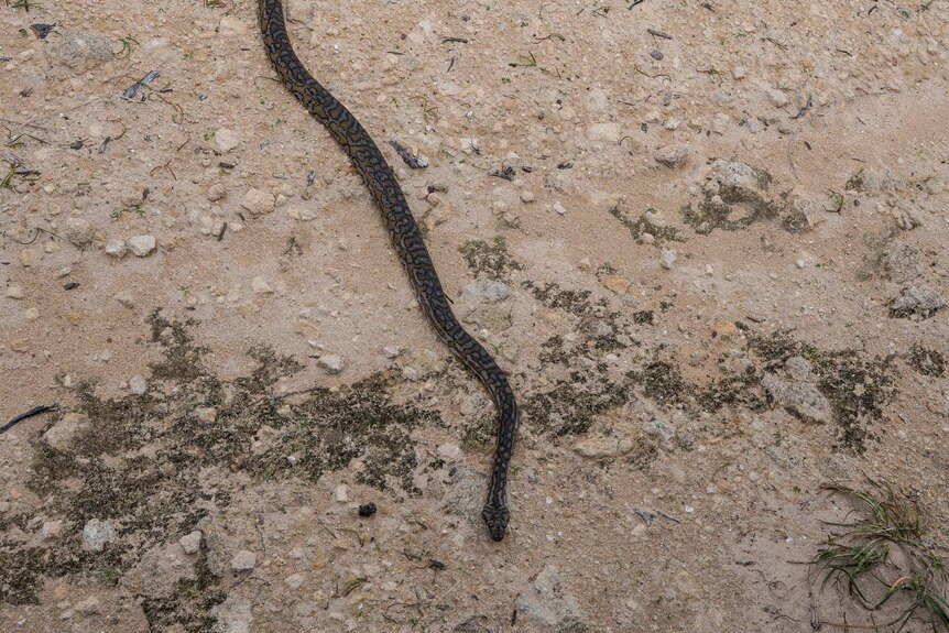 A carpet python on Garden Island.