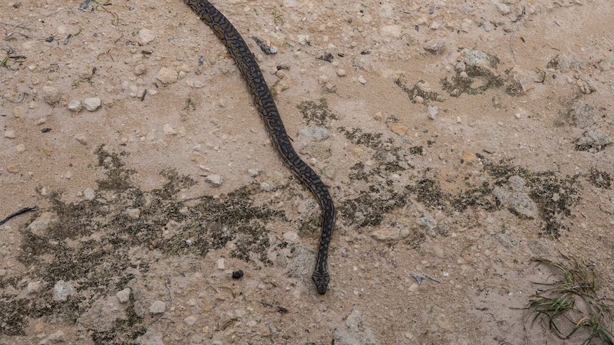 A carpet python on Garden Island.