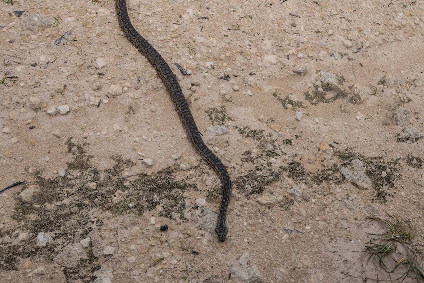 A carpet python on Garden Island.