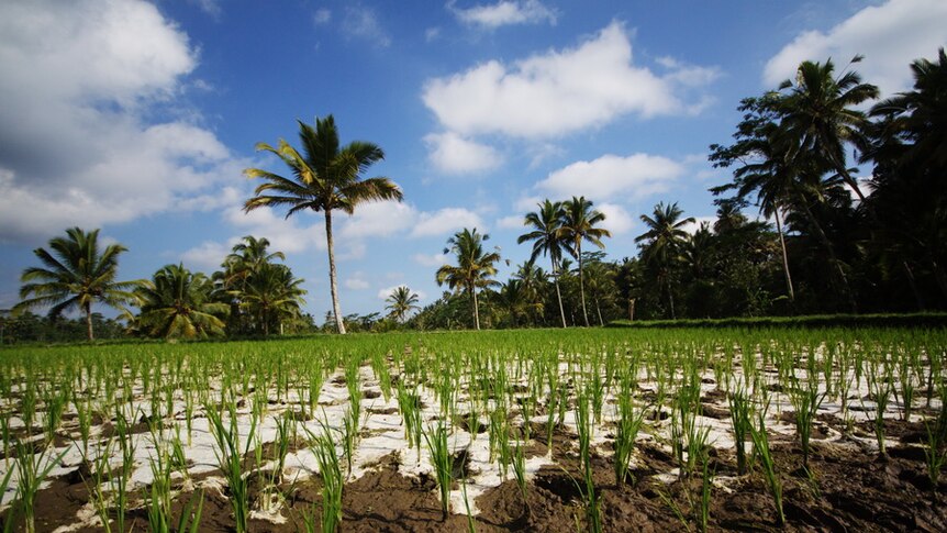 A rice field in Bali.