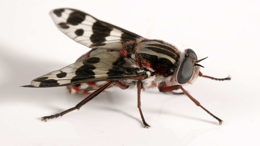 are flies attracted to tobacco Information about Pests, all you need know Odd Smell: Flies Sniff Ammonia