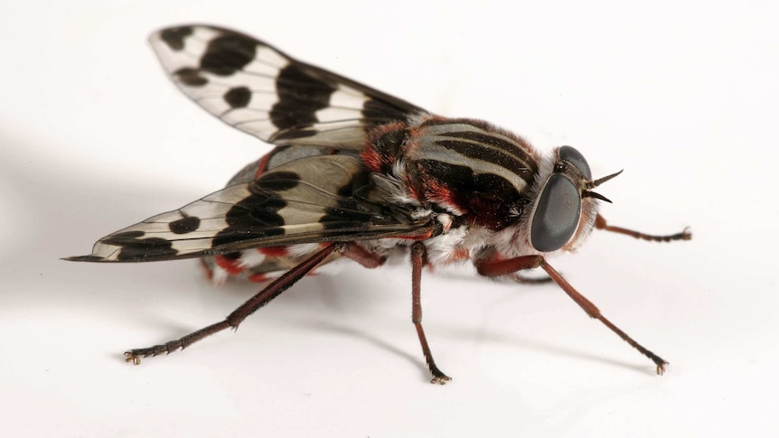 a close up of a fly