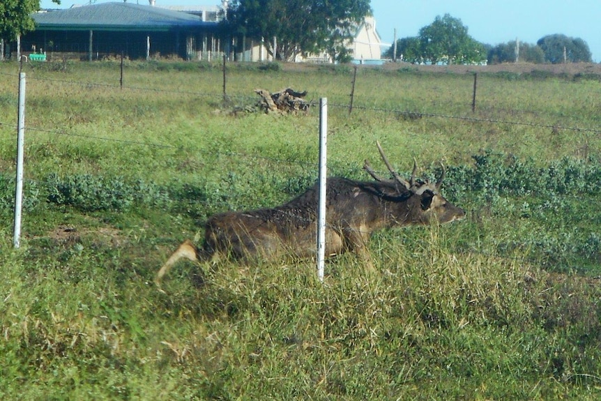 A deer crawls under a barbed wire fence