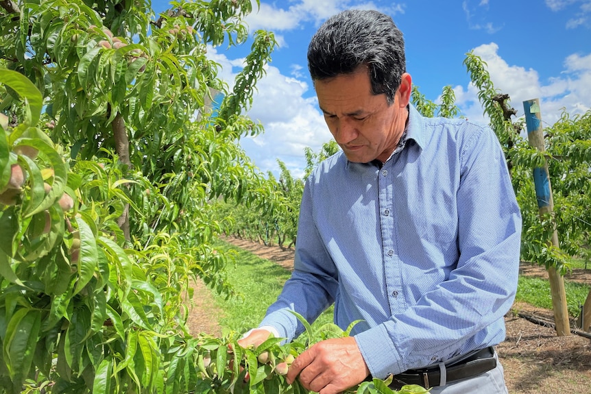 A man picks fruit off a tree