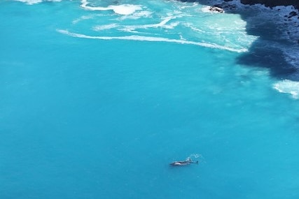 An aerial shot of a whale swimming near the coast.
