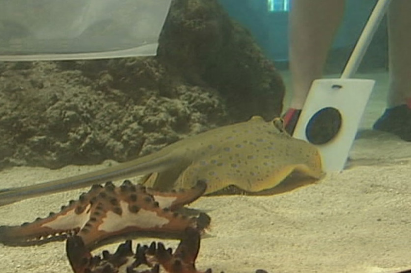 A stingray follows a target in a tank in exchange for food at Reef HQ in Townsville in north Qld