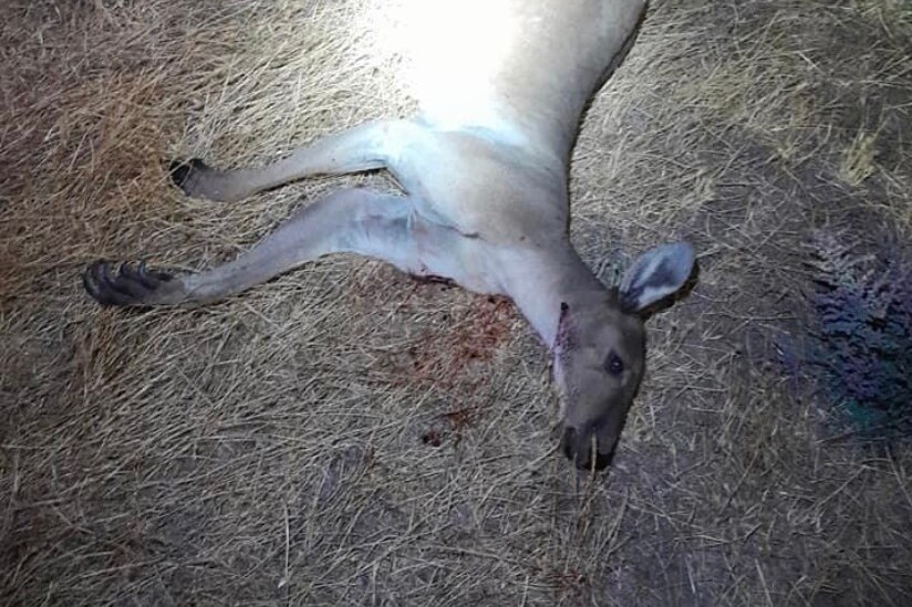 A kangaroo lies on the ground, with a gunshot wound in its neck.