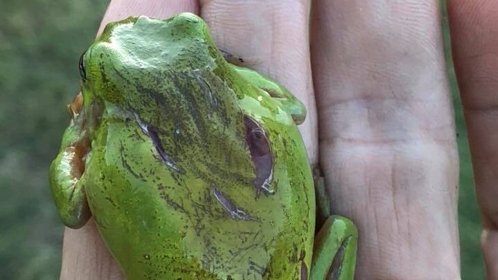 A green tree frog sitting on a person's hand with cuts on its back.