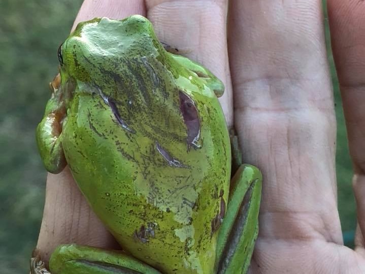 A green tree frog sitting on a person's hand with cuts on its back.