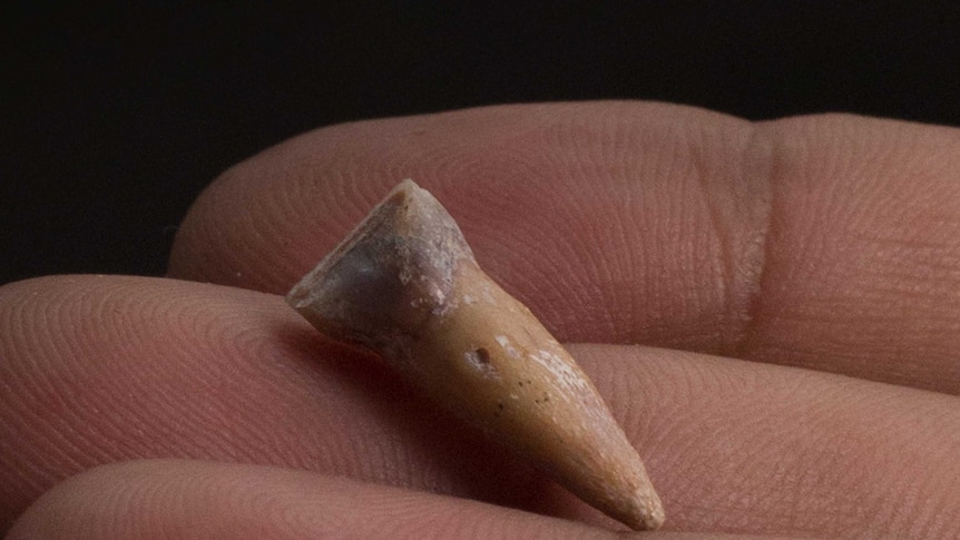 Tooth of the newly discover hobbit
