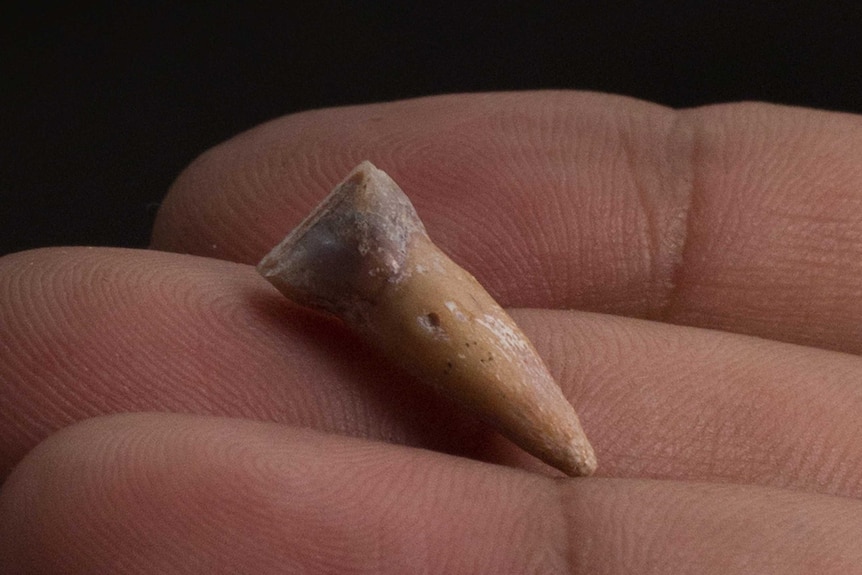 Tooth of the newly discover hobbit