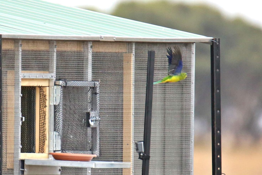 An orange-bellied parrot flies off from its enclosure.
