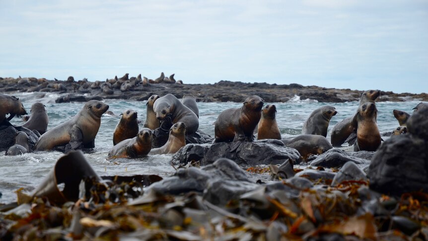 Some 30,000 seals call the rocks home.