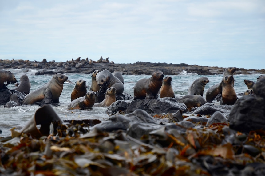 Seal Rocks is home to the country’s largest population of Australian Fur Seals.