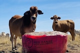 Cows near a feed supplement bag