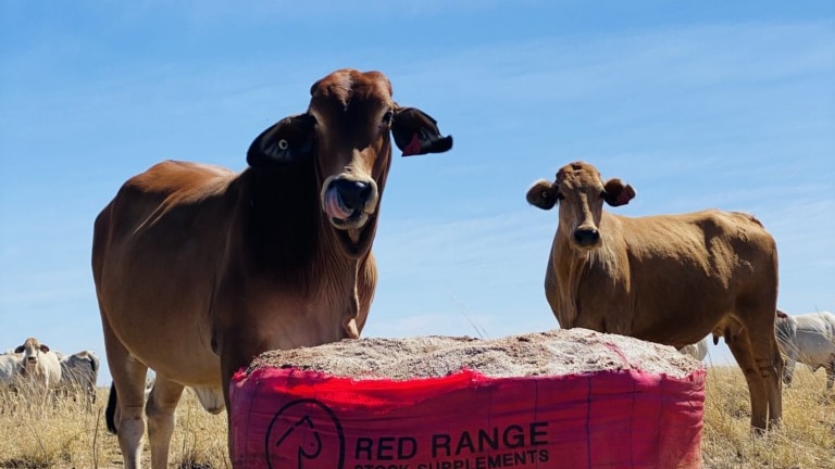 Cows near a feed supplement bag