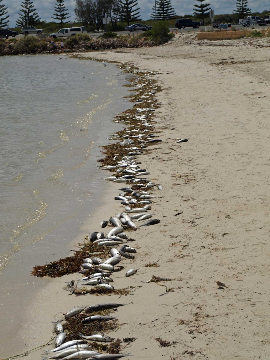 Dead fish litter the Jurien Bay foreshore in late 2013