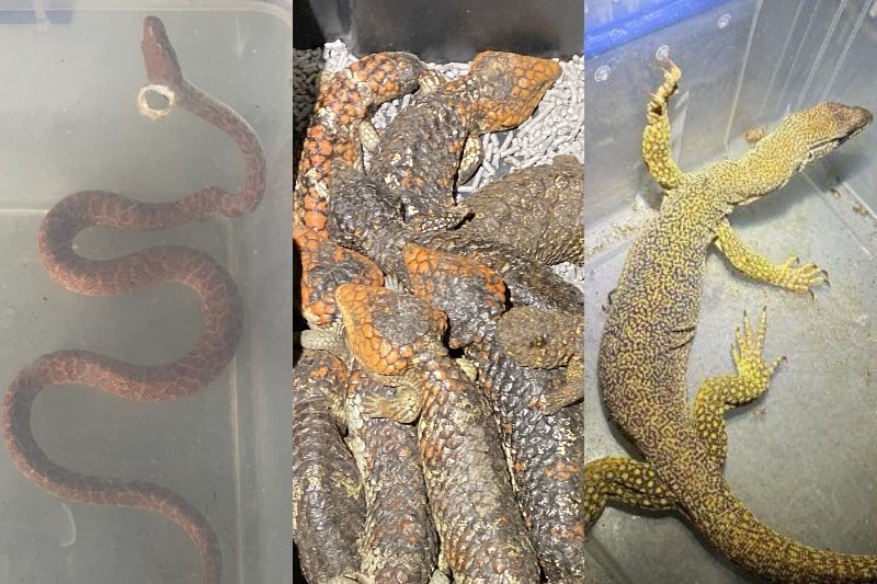 Images of a snake, lizards and a larger monitor lizard in separate containers