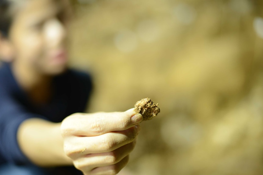 Close up of a bone fragment found in Trader's Cave