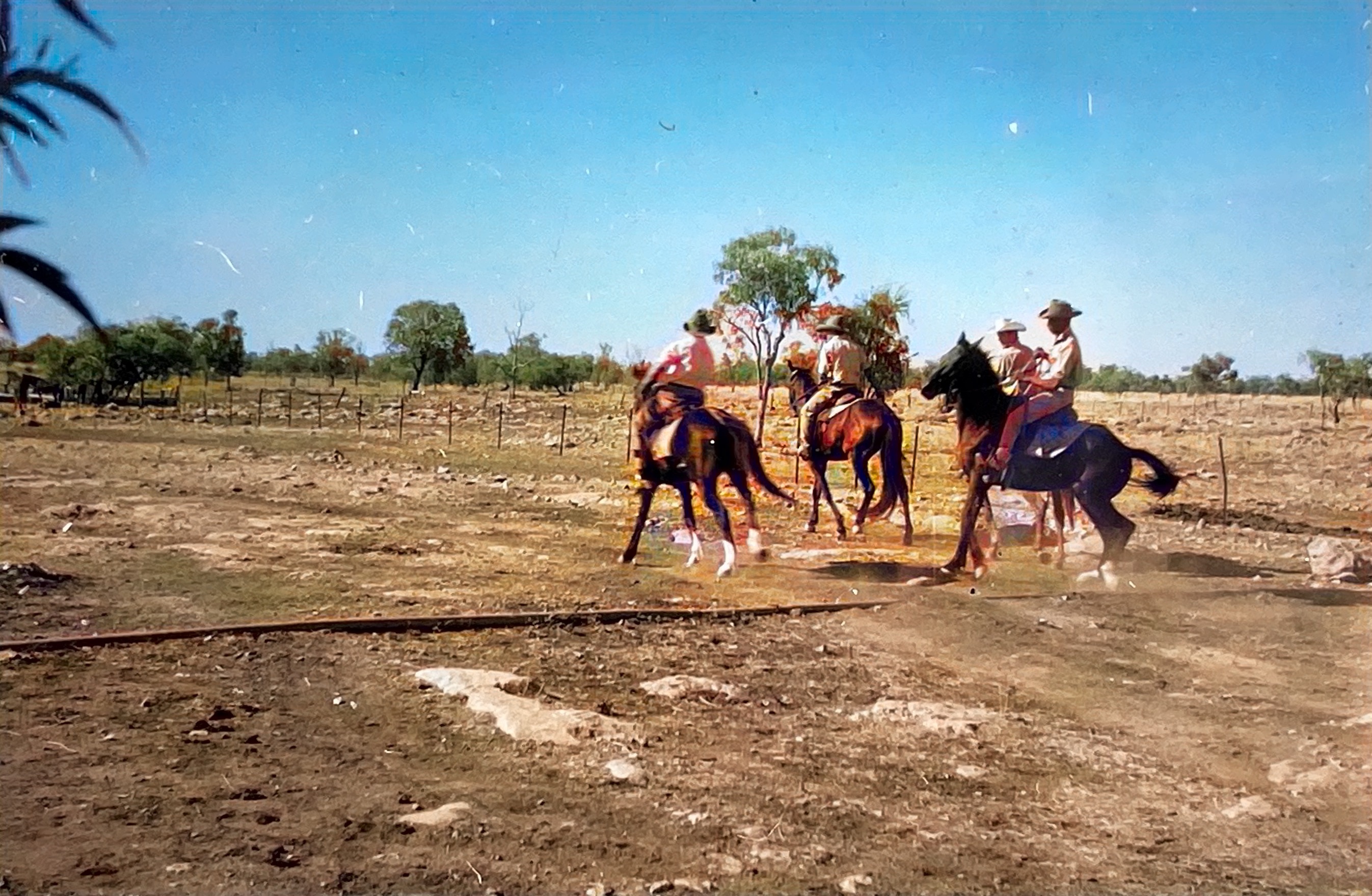 A group of stockmen on horses which are frisky or shying