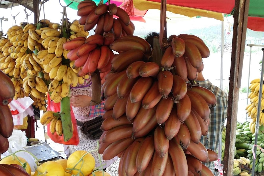 Southern China banana varieties