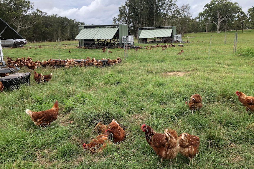 Chickens in the foreground in a grassy field with movable sheds in the background.