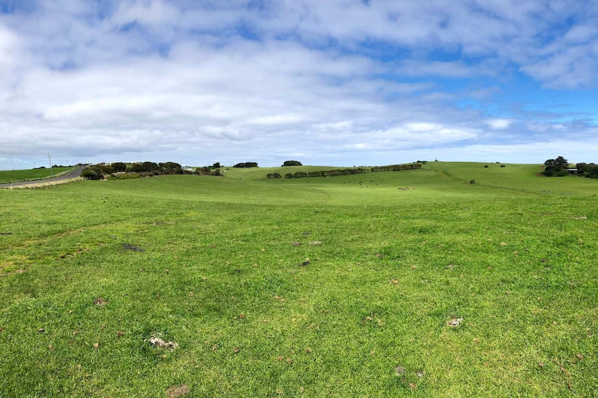 Green, lush grass fills the landscape with green trees in the distance