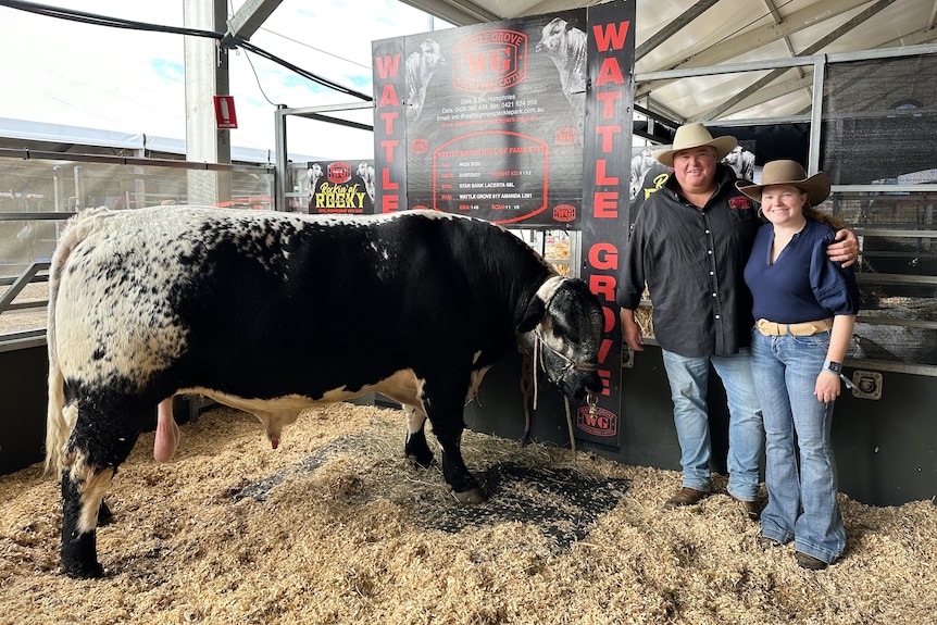 A man and girl stand arm in arm grinning, next to a massive black and white speckled bull