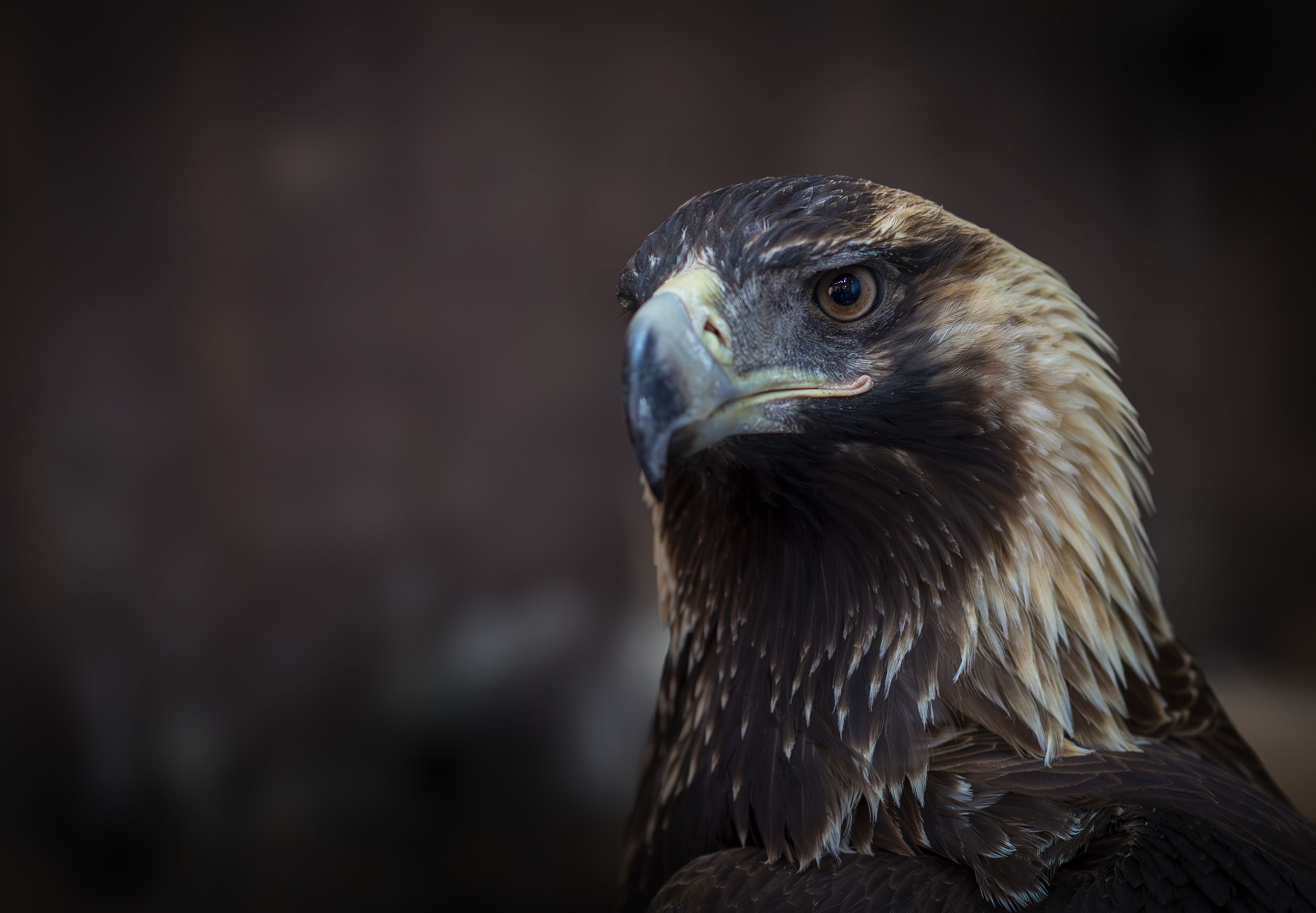 Are we unwittingly killing our precious wildlife? episode artwork