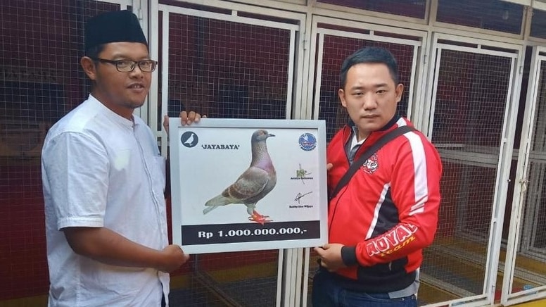 Robby Eka Wijaya membeli burung merpati bernama Jayabaya ini seharga Rp 1 miliar.