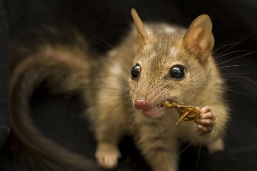 Close up of a small marsupial with a scrap of food in its mouth. 