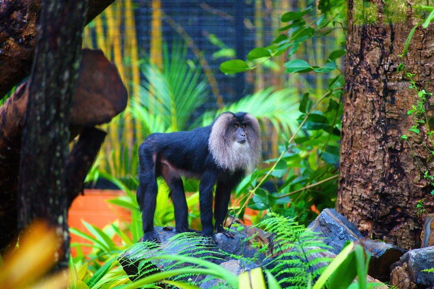 A dark monkey with a grey mane stands on a log, greenery and trees surrounding.