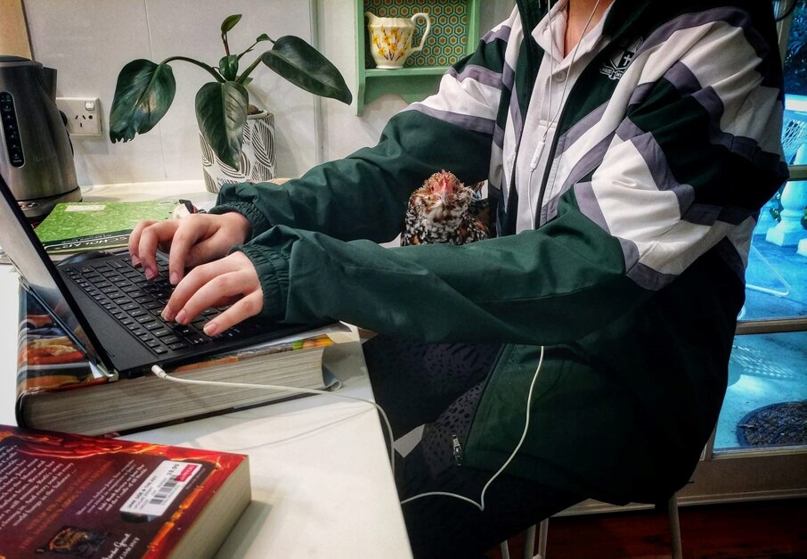 Student typing at desk with chicken on their lap