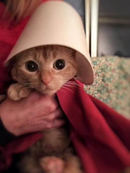 A ginger cat in a red cape and white, lampshade-shaped hat.