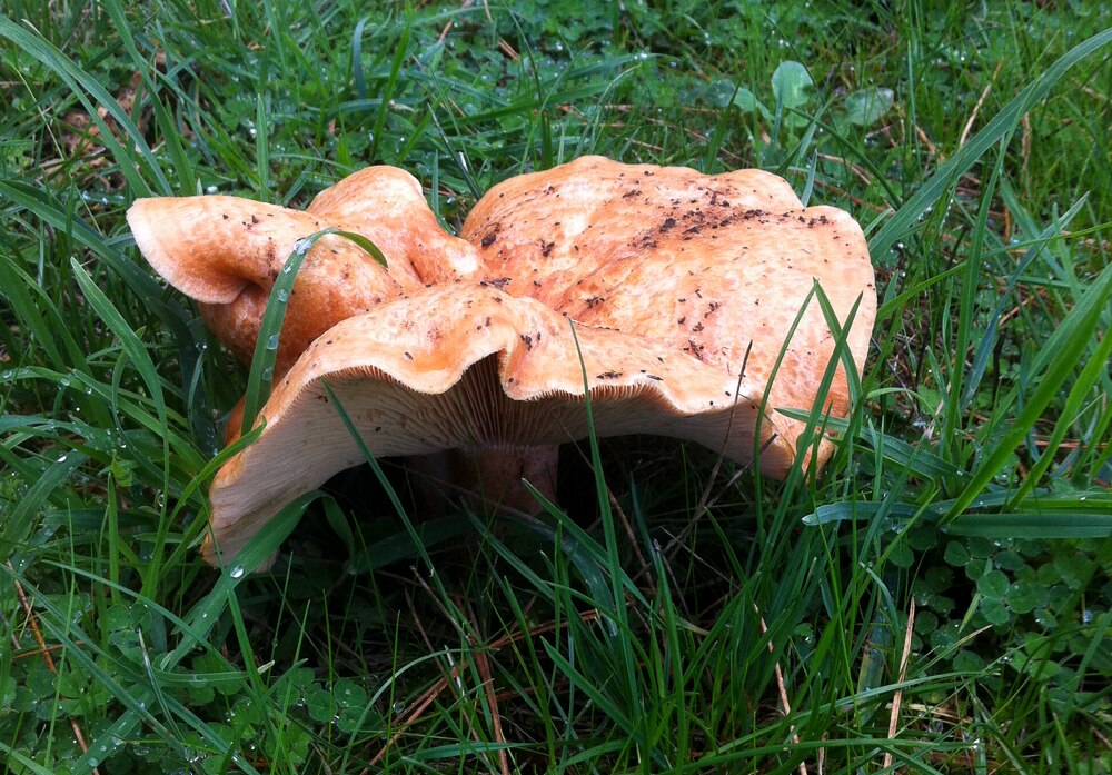 Foragers tempt fate picking wild mushrooms in the Adelaide Hills and