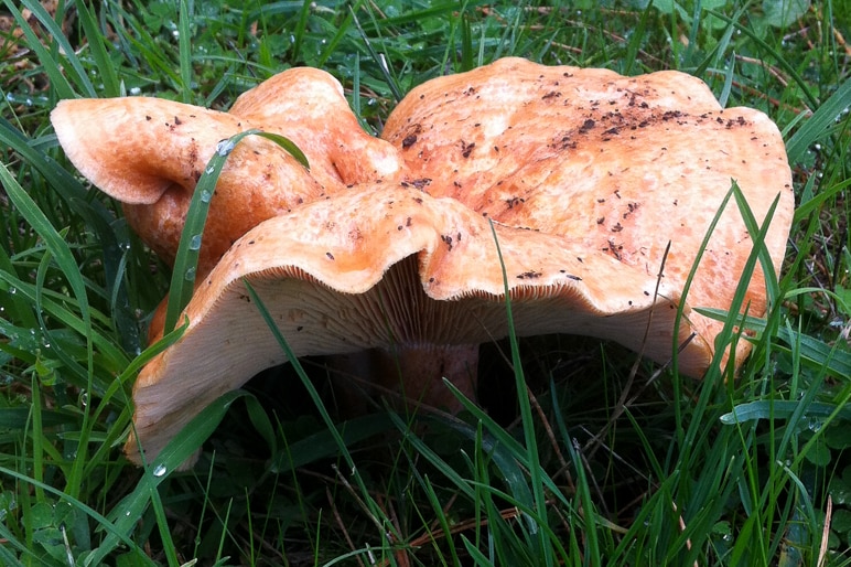 Mushrooms growing in grass in the Adelaide Hills.