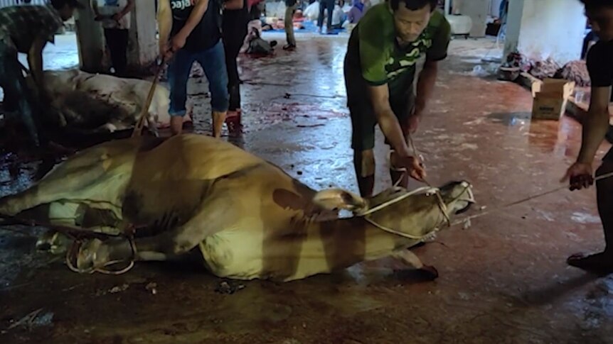 a cow tied up with ropes on a bloody concrete floor.