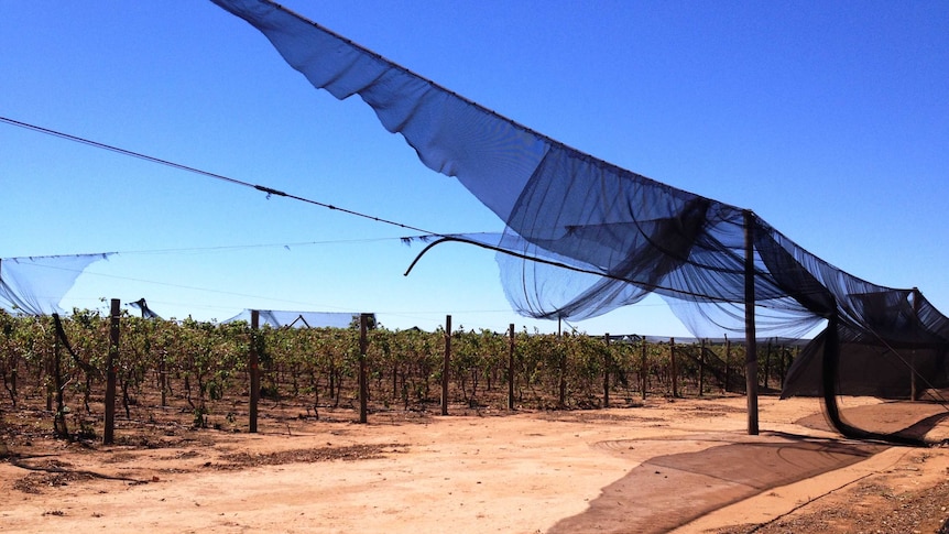 Ripped nets surround grape vines in Carnarvon