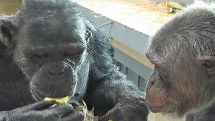 Zoo chimpanzees get some new female friends - file photo