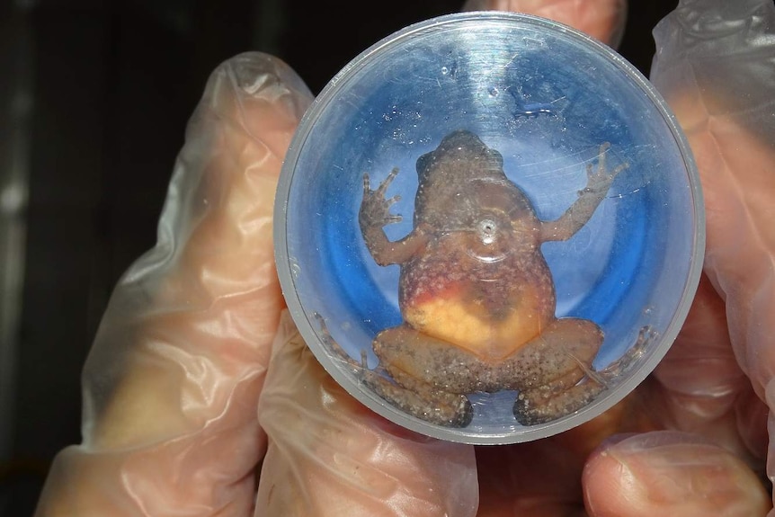 Gloved hands hold a female frog with eggs inside a plastic container