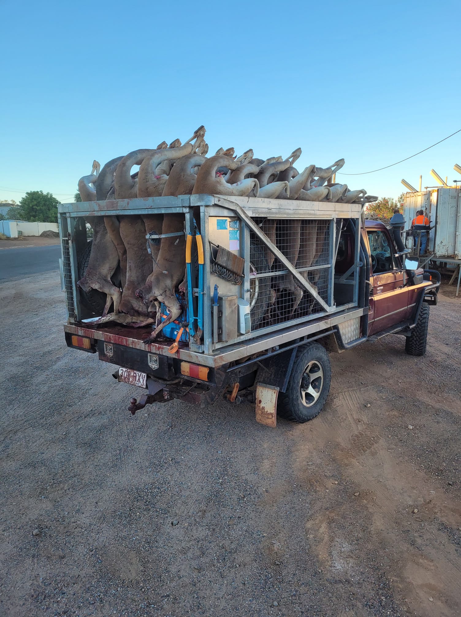 Queensland kangaroo harvesters struggling to keep up with demand ABC News