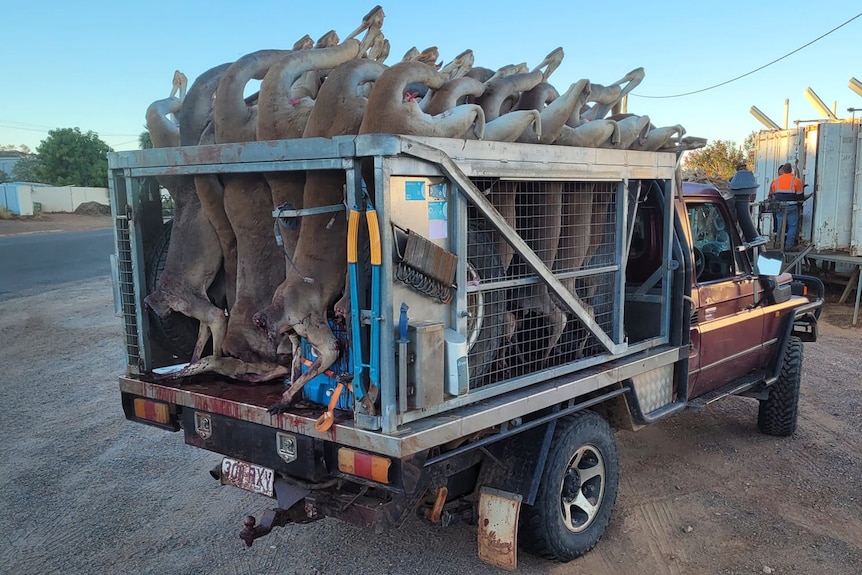 A bunch of dead kangaroos in a steel container on the back of a ute.