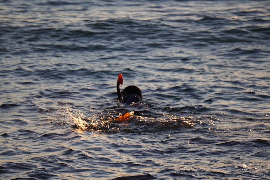 A picture of a boy wearing a snorkel swimming in the ocean.