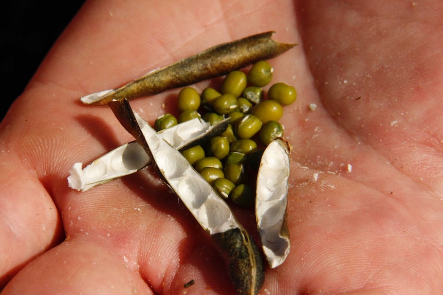 Mung beans in a human hand