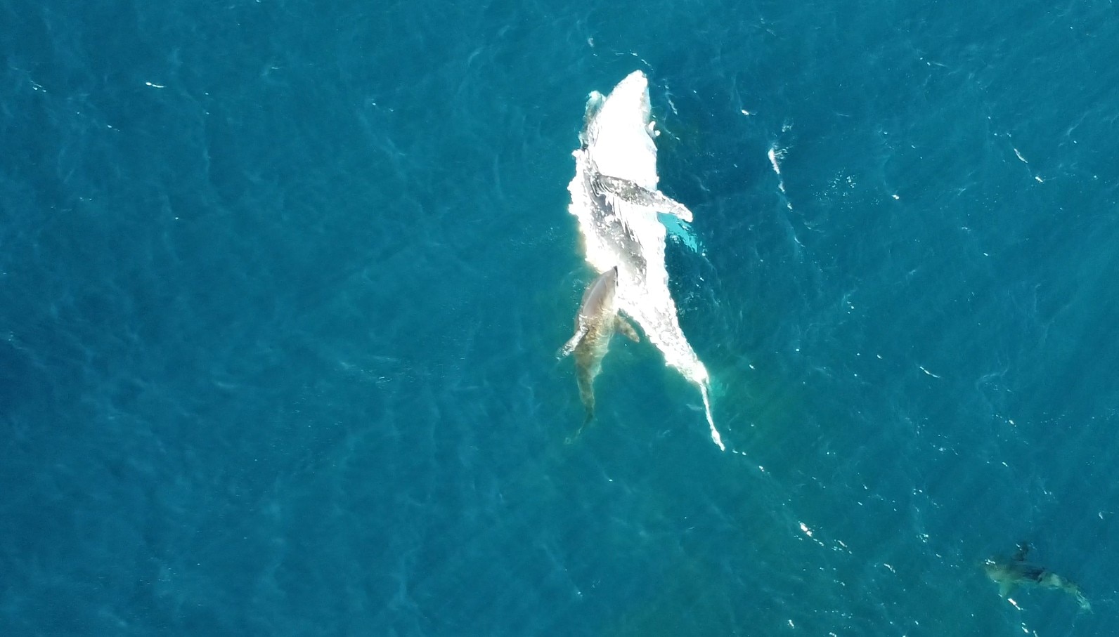 Giant great whites filmed swarming dead whale off NSW South Coast