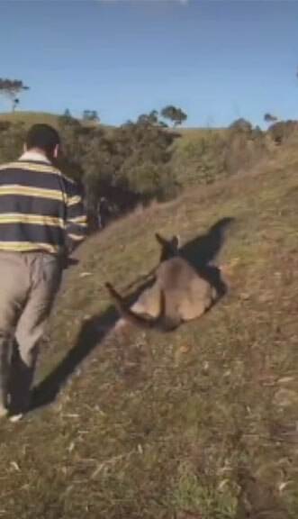 Victorian man charged as brutal attack on kangaroo goes viral on